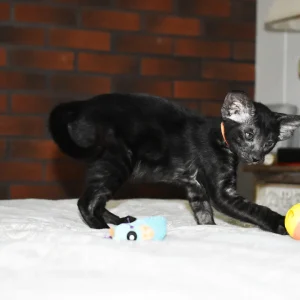 Asti Black Smoke Oriental shorthair kitten