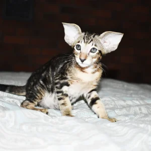 Chima Black Marbled Tabby Oriental shorthair kitten