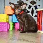 Freya Chocolate Oriental shorthair kitten