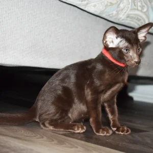Freya Chocolate Oriental shorthair kitten