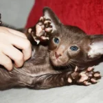Nico Chocolate Oriental shorthair kitten