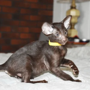 Nico Chocolate Oriental shorthair kitten