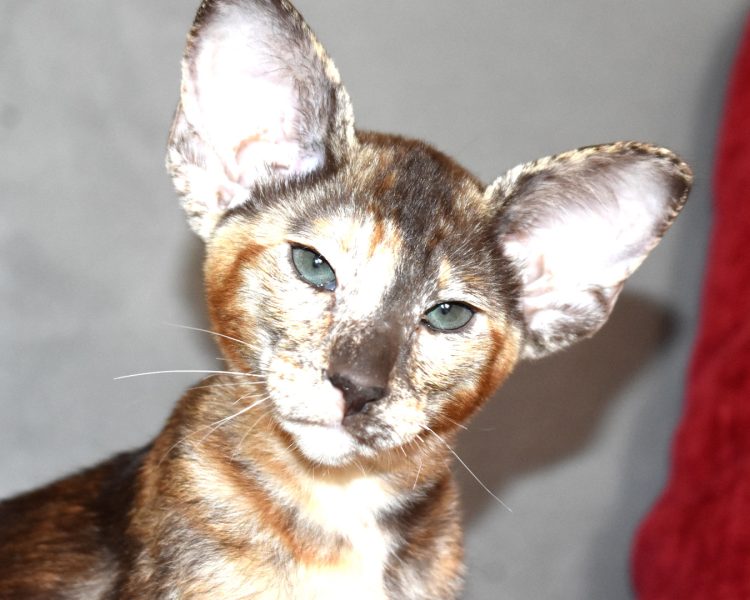 Chocolate tortie Oriental Shorthair kitten