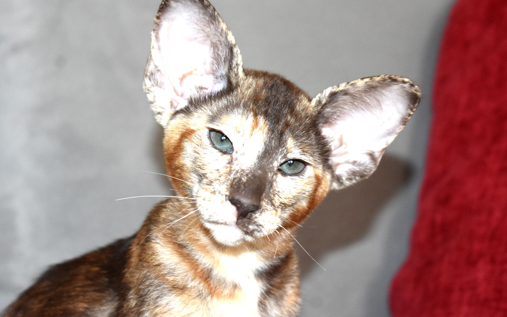 Chocolate tortie Oriental Shorthair kitten