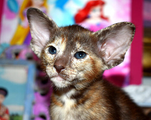 Matilda Chocolate Tortie Oriental shorthair Female kitten for sale