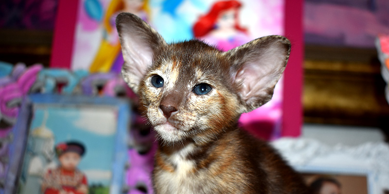 Chocolate Torie Oriental Shorthair kitten for sale