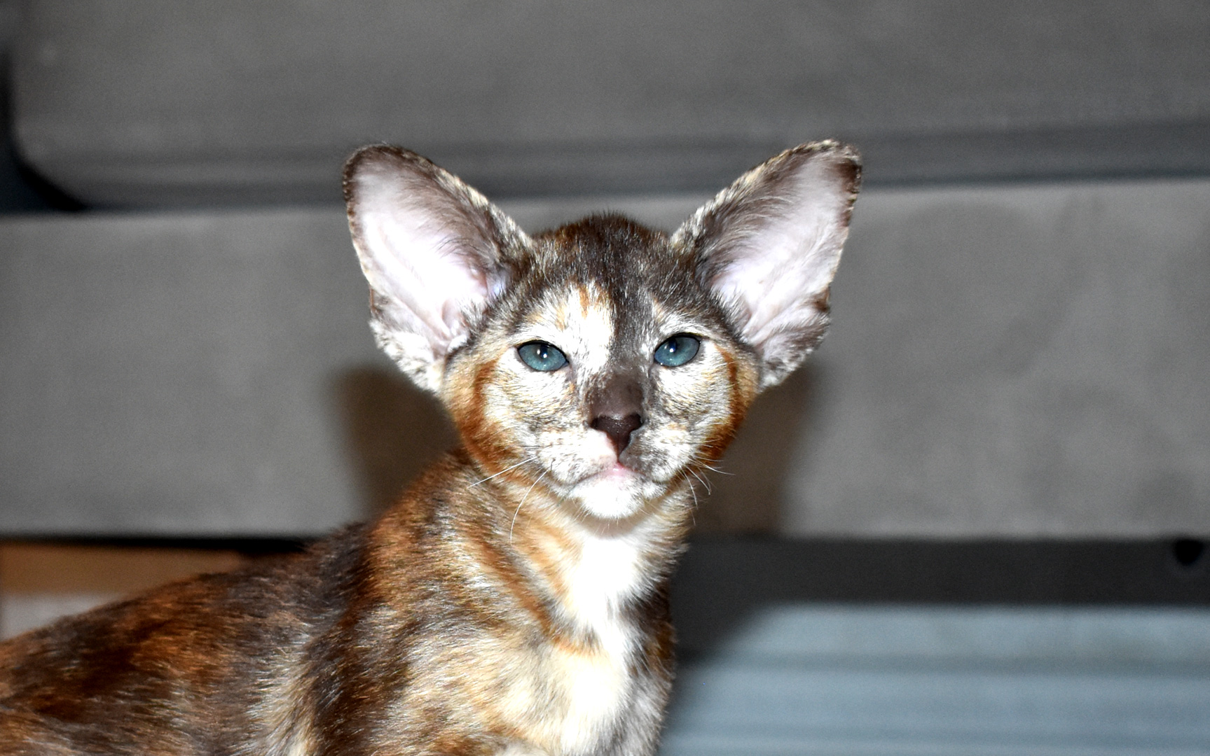 Chocolate Torie Oriental Shorthair kitten for sale