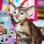 Miso Chocolate Tortie Oriental shorthair kitten