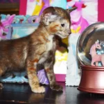 Matilda Chocolate Tortie Oriental shorthair kitten