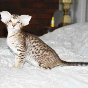 Leia Chocolate Spotted Tabby Oriental shorthair kitten