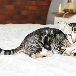 Kioni Black Marbled Tabby Oriental shorthair kitten