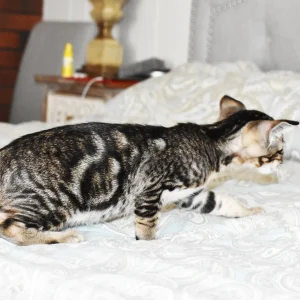 Kioni Black Marbled Tabby Oriental shorthair kitten