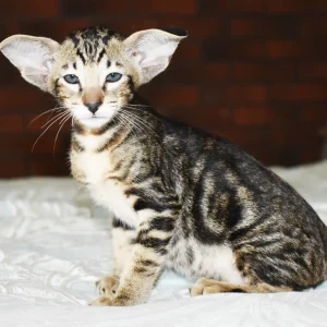 Kioni Black Marbled Tabby Oriental shorthair kitten