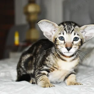 Kioni Black Marbled Tabby Oriental shorthair kitten