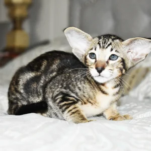 Kioni Black Marbled Tabby Oriental shorthair kitten