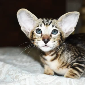 Kioni Black Marbled Tabby Oriental shorthair kitten