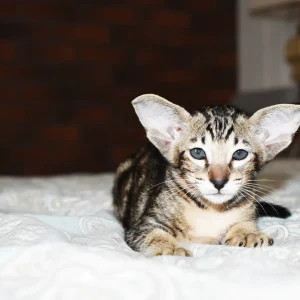 Kioni Black Marbled Tabby Oriental shorthair kitten