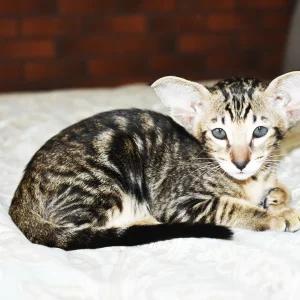 Kioni Black Marbled Tabby Oriental shorthair kitten