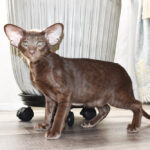 Mr. Bigglesworth Chocolate Oriental shorthair kitten
