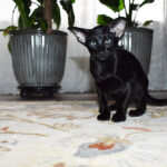 Portia Black Oriental shorthair kitten