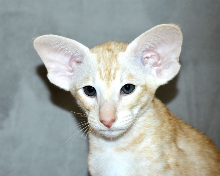 Apricus Red Smoke Oriental shorthair Male kitten for sale