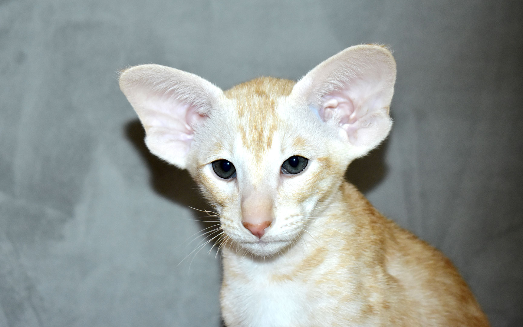 Red Smoke Oriental Shorthair kitten