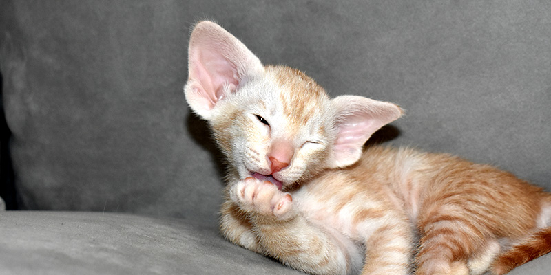 Available for adoption red smoke Oriental Shorthair kitten