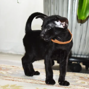 Arthur Conan Doyle Black Oriental shorthair kitten