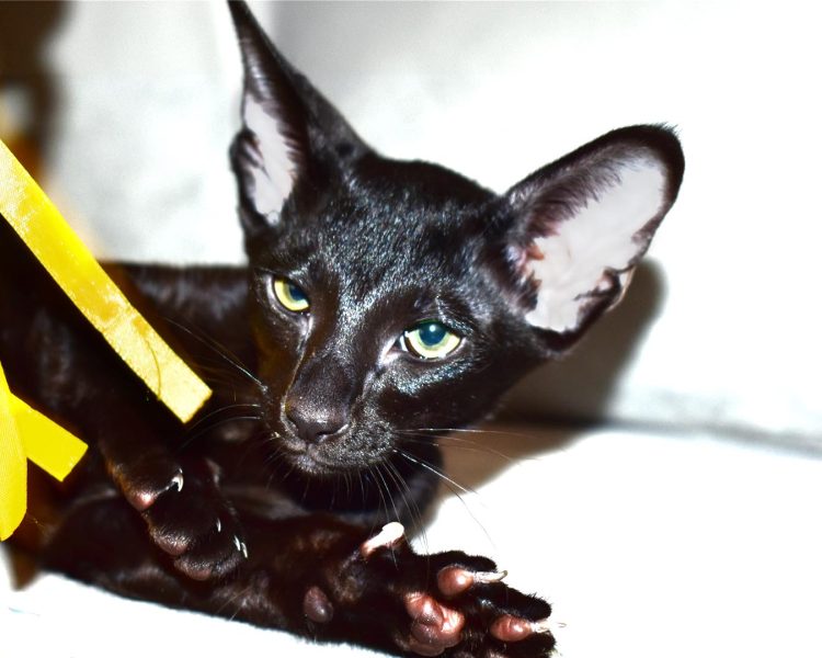 Black Oriental Shorthair 11-week-old female kitten