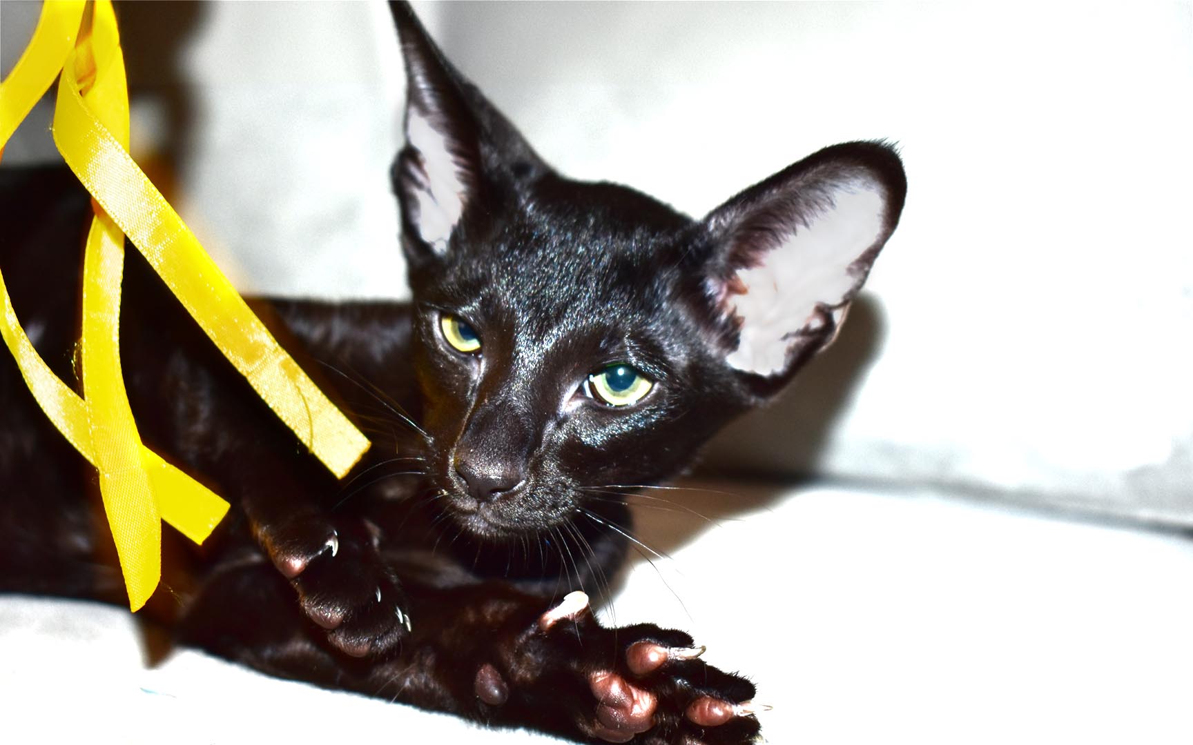 Black Oriental Shorthair 11-week-old female kitten