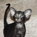 Indira Black Oriental shorthair kitten