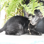 Indira Black Oriental shorthair kitten
