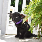 Geralt Black Oriental shorthair kitten