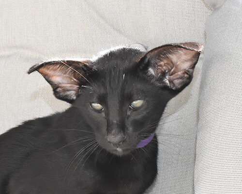 Geralt Black Oriental shorthair Male kitten for sale