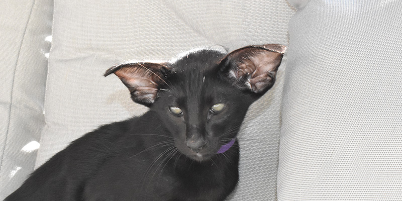 Black male Oriental Shorthair kitten for adoption