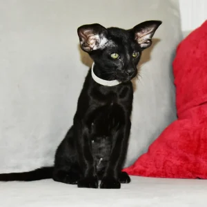 Loki Black Oriental shorthair kitten