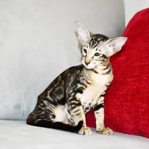 Chima Black Marbled Tabby Oriental shorthair kitten