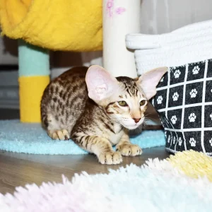 Leia Chocolate Spotted Tabby Oriental shorthair kitten