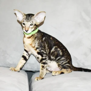 Kioni Black Marbled Tabby Oriental shorthair kitten