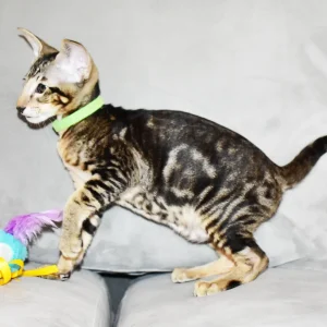 Kioni Black Marbled Tabby Oriental shorthair kitten