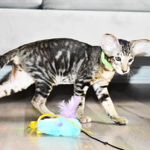 Kioni Black Marbled Tabby Oriental shorthair kitten