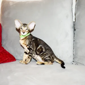 Kioni Black Marbled Tabby Oriental shorthair kitten