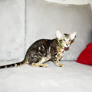 Kioni Black Marbled Tabby Oriental shorthair kitten