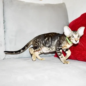 Kioni Black Marbled Tabby Oriental shorthair kitten