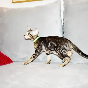 Kioni Black Marbled Tabby Oriental shorthair kitten