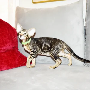 Kioni Black Marbled Tabby Oriental shorthair kitten