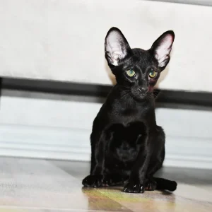Sisi Black Oriental shorthair kitten