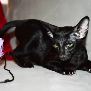 Sisi Black Oriental shorthair kitten