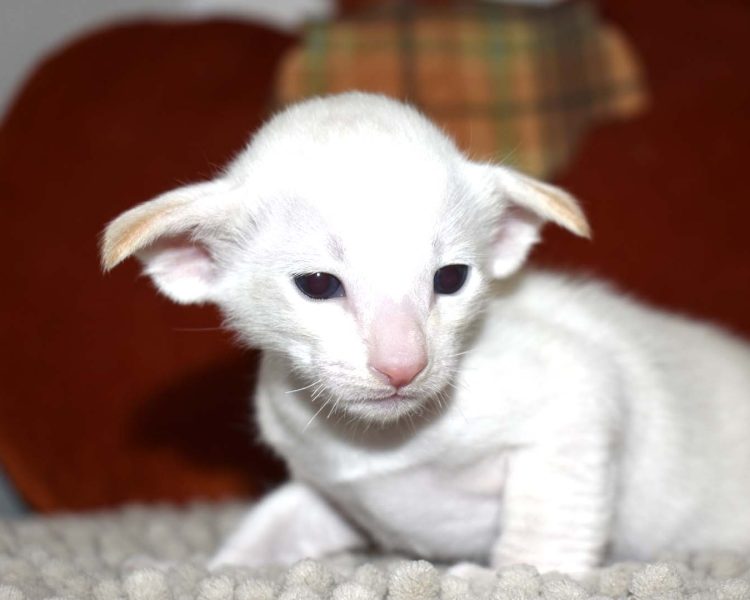 Siamese kitten for sale