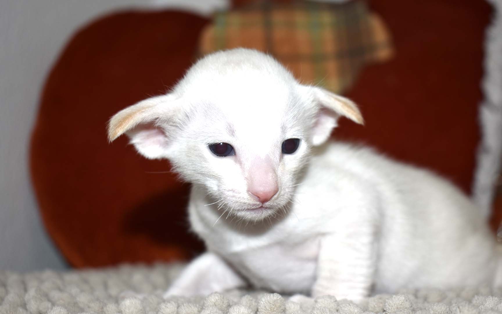 Siamese kitten for sale